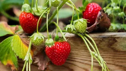 Can strawberry help in reducing diabetes: Kow the truth
