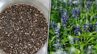 Follow these 6 simple steps to cultivate chia seed plants in your home garden