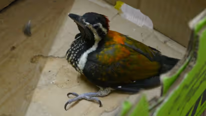 'കുഞ്ഞു മനസിലെ നന്മ'; പരുക്കുപറ്റി അവശനിലയിലായ മരംകൊത്തി, പുനര്ജന്മം നല്കി കുരുന്നു വിദ്യാര്ഥികള്