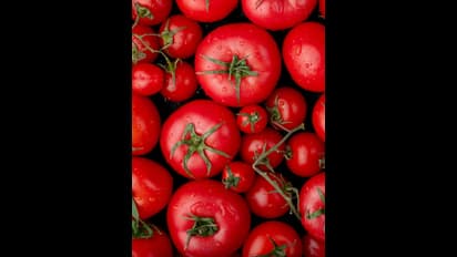 തക്കാളി പ്രിയരാണോ നിങ്ങൾ ? എങ്കിൽ ഇതറി‍ഞ്ഞോളൂ