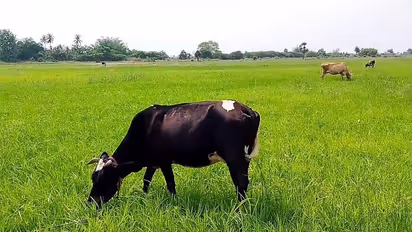 போதிய தண்ணீர் இல்லை; குறுவை பயிர்களை ஆடு, மாடுகளை விட்டு மேயவிட்ட விவசாயி