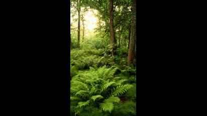 ' ಪರಿಸರ ಸಮತೋಲನ ಕಾಯ್ದುಕೊಳ್ಳಲು ಮುಕ್ತವಾಗಿರಿ'