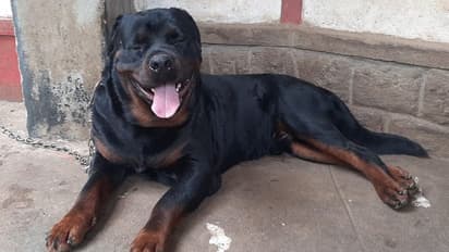 Kodagu: ಸಾಕು ನಾಯಿ ಕಚ್ಚಿದರೆ ಮಾಲೀಕನಿಗೆ 6 ತಿಂಗಳು ಜೈಲು ಶಿಕ್ಷೆ ಫಿಕ್ಸ್!