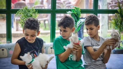 War-scarred Gaza finds furry respite in its first cat cafe - WATCH