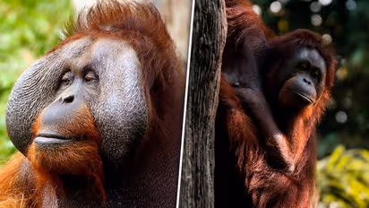 International Orangutan Day 2023: Date, history, significance