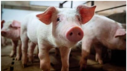 കണ്ണൂരിൽ ആഫ്രിക്കൻ പന്നിപ്പനി; 2 ഫാമുകളിലെ മുഴുവൻ പന്നികളെയും കൊന്നൊടുക്കാൻ നിർദ്ദേശം