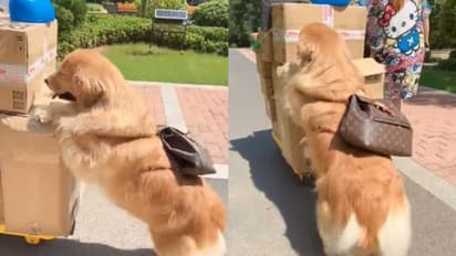 ബാഗും തോളിലിട്ട് ഉടമയുടെ സാധനങ്ങൾ ഉരുട്ടികൊണ്ടുപോകുന്ന നായ; വീഡിയോ വൈറല്