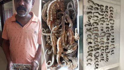 പെട്ടിയിൽ 96 കടൽ കുതിരകള്, വില ലക്ഷങ്ങള്, രഹസ്യ വിവരം; പാലക്കാട് ബസ്റ്റാന്റിൽ ചെന്നൈ സ്വദേശി പിടിയിൽ