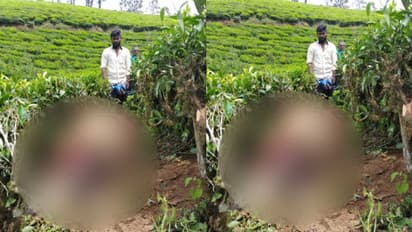 മൂന്നാറില് വീണ്ടും വന്യജീവിയാക്രമണം, മേയാന് വിട്ട കാലികളെ കൊന്നു, കടുവയെന്ന് സംശയം