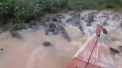 അതിഭയാനകം, നൂറുകണക്കിന് മുതലകൾക്കിടയിലൂടൊരു ബോട്ട്!!!