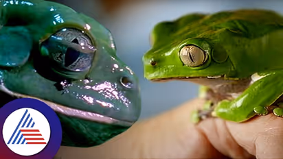 ನಿಮಗಿದು ಗೊತ್ತಿತ್ತಾ?  ನಾವು ನೀವು ಮಾತ್ರ ಅಲ್ಲ ಕಪ್ಪೆಗಳು ಹಚ್ಕೋತವೆ ಮಾಯಿಸ್ಚರೈಸರ್‌ 