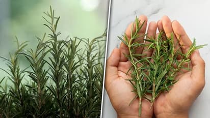 മുടിവളർച്ചയ്ക്ക് റോസ്മേരി ; ഇങ്ങനെ ഉപയോഗിക്കൂ