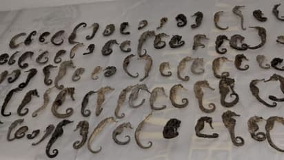 പാലക്കാട് KSRTC സ്റ്റാൻഡിൽ ഒരാൾ പിടിയിലായി,  കയ്യിലുള്ളത് വൻ വിപണി മൂല്യമുള്ള കടൽക്കുതിരകളുടെ 96 അസ്ഥികൂടങ്ങൾ