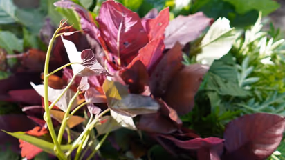 Blood Sugar Regulation To Bone Health Managment: 7 Wonders Of Red Spinach