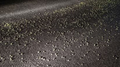 'നടുറോഡിൽ ഇത്തിരി ഏലക്ക', പിന്നാലെ അറിഞ്ഞത് ഓടിക്കൊണ്ടിരുന്ന ലോറിയിൽ നിന്ന് തട്ടിയ ലക്ഷങ്ങളുടെ ഏലക്കയുടെ കഥ!