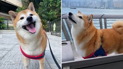 ಇಂಟರ್ನೆಟ್ನಲ್ಲಿ ಭಾರಿ ವೈರಲ್ ಆಗಿದ್ದ ಮೀಮ್ಸ್ ನಾಯಿ ‘ಚೀಮ್ಸ್’ ಇನ್ನಿಲ್ಲ: ನೆಟ್ಟಿಗರ ಸಂತಾಪ