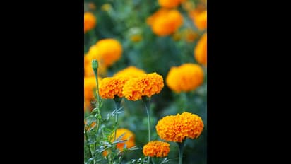 சாமந்தி பூ பூஜைக்கு மட்டுமல்ல.. உங்கள் சருமம் ஜொலிக்கவும் உதவும் தெரியுமா? 