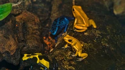 വലിപ്പത്തിൽ എന്തുകാര്യം! 10 പേരെ കൊല്ലാൻ മാത്രം ശേഷിയുണ്ട് ഈ തവളയുടെ വിഷത്തിന്, വലിപ്പം വെറും രണ്ടിഞ്ച് മാത്രം