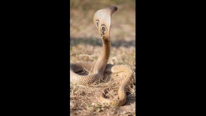 3 மணி நேரமாக பெண்ணின் காலை சுற்றியிருந்த ராஜநாகம்.. ஆனா கடைசியில் என்ன நடந்தது தெரியுமா?