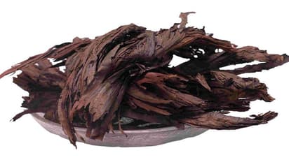 வெறும் 7 நாளில் முடி நீளமா வளர வேம்பாளம்பட்டை எண்ணெய் யூஸ் பண்ணுங்க...அப்புறம் நரைக்கு குட் பை சொல்லுங்க...