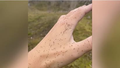 Bizarre! Repellent manufacturer in UK seeks volunteers for 8-hour insect bite endurance test