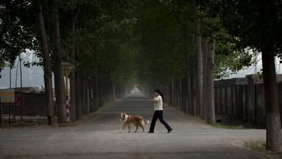 നായയാണെന്ന് കരുതി 15,000 രൂപയ്ക്ക് ചൈനീസ് യുവതി വാങ്ങിയത് കുറുക്കനെ; പിന്നെ നടന്നത് ട്വിസ്റ്റ് !