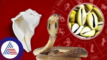 Astrology Tips : ನಾಗರಪಂಚಮಿಯಂದು ತ್ರಿಜೋರಿಯಲ್ಲಿ ಇವನ್ನಿಟ್ರೆ ಹಣದ ಮಳೆ ..!