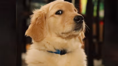 International Dog Day 2023: Date, history, theme, significance