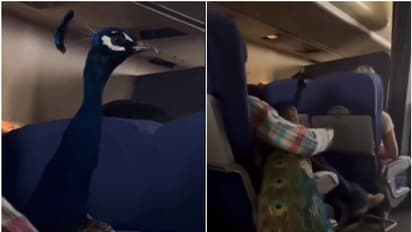 വിമാനത്തിനുള്ളില് പീലിയുള്ള വലിയ മയിലിനെയും കൊണ്ട് യുവതി; വീഡിയോ