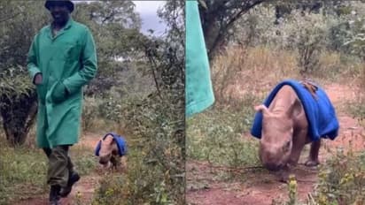 'ഇതെന്ത് ക്യൂട്ടാണ്, ഏതാണീ മൃഗമെന്ന് മനസിലായോ?'; രസകരമായ വീഡിയോ...