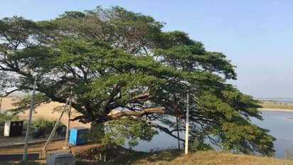 సినిమా చెట్టు గురించి మీకు తెలుసా? 300 సినిమాల చిత్రీకరణ ఇక్కడే.. ఎన్నో హిట్లు..