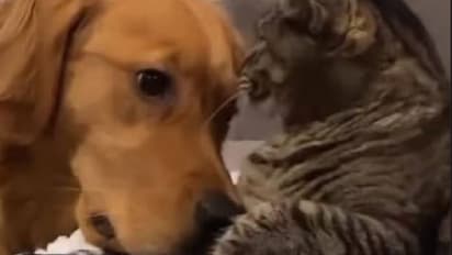 തൊട്ടുപോകരുത്, എനിക്ക് നിന്റെ കൂട്ടൊന്നും വേണ്ട; നായയുടെ മുഖത്തടിച്ച് പൂച്ച, വൈറലായി വീഡിയോ