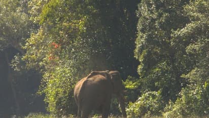 தமிழக காடுகளில் 75 நாட்களாக சுற்றி வரும் அரிசிக் கொம்பன் யானை..! உடல் நிலை எப்படி உள்ளது.? வனத்துறை தகவல்
