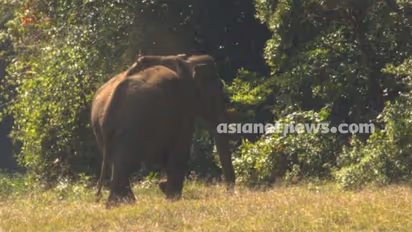 അരിക്കൊമ്പൻ ഒറ്റയ്ക്കല്ല, പുതിയ കുടുംബത്തിൽ സന്തോഷവാനാണ്: പുതിയ ചിത്രവുമായി തമിഴ്‌നാട്