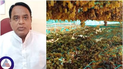 ಒಣ ದ್ರಾಕ್ಷಿ ಬೆಲೆಯಲ್ಲಿ ಭಾರಿ ಕುಸಿತ, ಪ್ರತಿ ಕೆ.ಜಿ.ಗೆ 100 ರೂ.ಗೆ ಇಳಿಕೆ: ರೈತರು ಕಂಗಾಲು