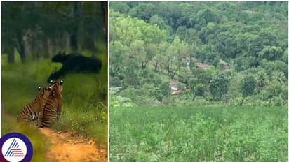 ಭದ್ರಾ ಹುಲಿ ಸಂರಕ್ಷಿತ ಪ್ರದೇಶವನ್ನೇ ಖಾಸಗಿ ವ್ಯಕ್ತಿಗೆ ಪರಭಾರೆ ಮಾಡಿಕೊಟ್ಟ ತಹಶೀಲ್ದಾರ್