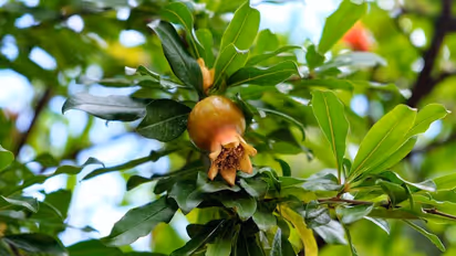 Hair miracle: 5 ways in which Pomegranate Leaves can maintain your shiny black locks