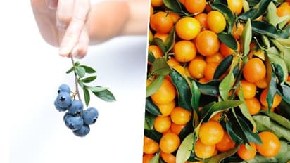 Oranges to Blueberries: 5 fruits to have for good Eye health
