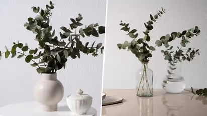  Healing wonders of eucalyptus: Know 7 remarkable benefits it provides