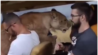 വാഹനത്തിലേക്ക് ചാടിക്കയറി പെണ്‍സിംഹം; ഭയന്ന് വിറച്ച് സന്ദര്‍ശകര്‍, പിന്നീട് സംഭവിച്ചത് ! 