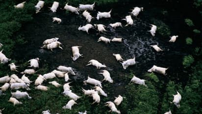 രാത്രി ഉറങ്ങി എഴുന്നേറ്റപ്പോള്‍ ഗ്രാമത്തിലെ ജീവനുകളെ തുടച്ച് നീക്കിയ ആ ദുരന്തത്തിന് 37 വയസ് ! 