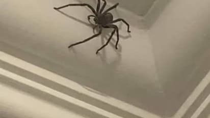 വീട്ടിൽ കണ്ടാല് തന്നെ പേടിയാകുന്ന കൂറ്റൻ ചിലന്തി, പോസ്റ്റുമായി യുവാവ്, ഒടുവിൽ