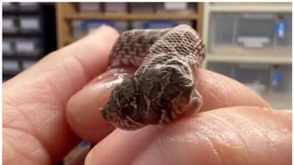 ഇരുതലയുള്ള പാമ്പിന് കുഞ്ഞ്; വൈറലായി അപൂര്വ്വ വീഡിയോ !