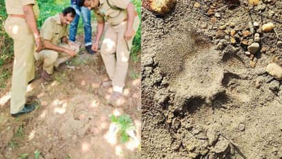 മലപ്പുറത്ത് വീണ്ടും കടുവയിറങ്ങി, ഭീതിയിലാക്കി കാൽപ്പാടുകൾ: ജനങ്ങൾ ജാഗ്രത പാലിക്കണമെന്ന് വനപാലകർ