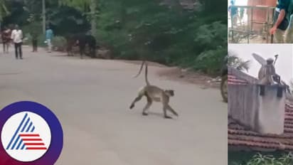 ರೌಡಿ ಕೋತಿ ಕೊನೆಗೂ ಸೆರೆ, ನಿಟ್ಟುಸಿರು ಬಿಟ್ಟ ಹಳೇ ಕುಂದುವಾಡ ಗ್ರಾಮಸ್ಥರು!