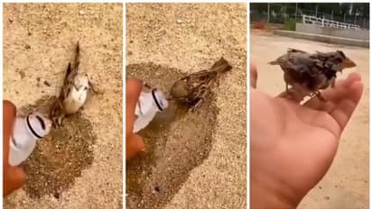 മരണത്തെ മുന്നില്‍ കണ്ട് കിടന്ന കുരുവിക്ക് ജീവജലം നല്‍കുന്ന വീഡിയോ വൈറല്‍ !