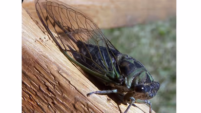 ಮಲೆನಾಡಿನಲ್ಲಿ ಜನರ ನಿದ್ದೆಗೆಡಿಸಿದ ಜೀರುಂಡೆ ಸದ್ದು: ಜನರು ಹೈರಾಣು 