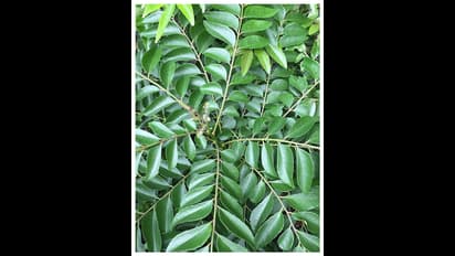 കറിവേപ്പില കഴിക്കാൻ മടി കാണിക്കരുത്, ഗുണങ്ങൾ ചെറുതൊന്നുമല്ല