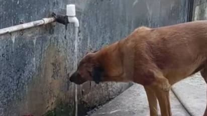 ദാഹിച്ച് വലഞ്ഞ് നായ, കരുതലിന്റെ കരങ്ങളുമായി സ്ത്രീ, വൈറൽ വീഡിയോ