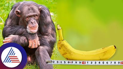 ಮನುಷ್ಯನ ಶಿಶ್ನವೇ ಏಕೆ ಎಲ್ಲ ವಾನರರ ಶಿಶ್ನಕ್ಕಿಂತ ದೊಡ್ಡದು? ವಿಕಾಸವಾದ ಹೇಳೋದೇನು?